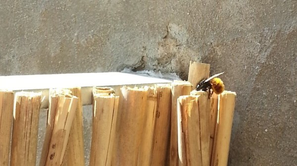 Eine Gehörnte Mauerbiene an meinem Balkon-Sichtschutz