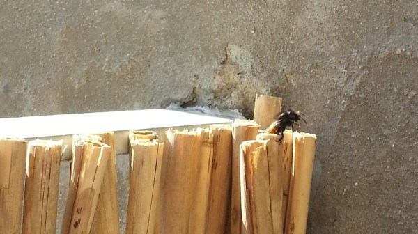 Die Gehörnte Mauerbiene klettert aus ihrem Nistplatz
